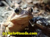 /home//u458753944/public_html/sourcegallery//Roxborough Toad Detour/2013-2019/2017/P4110686.JPG